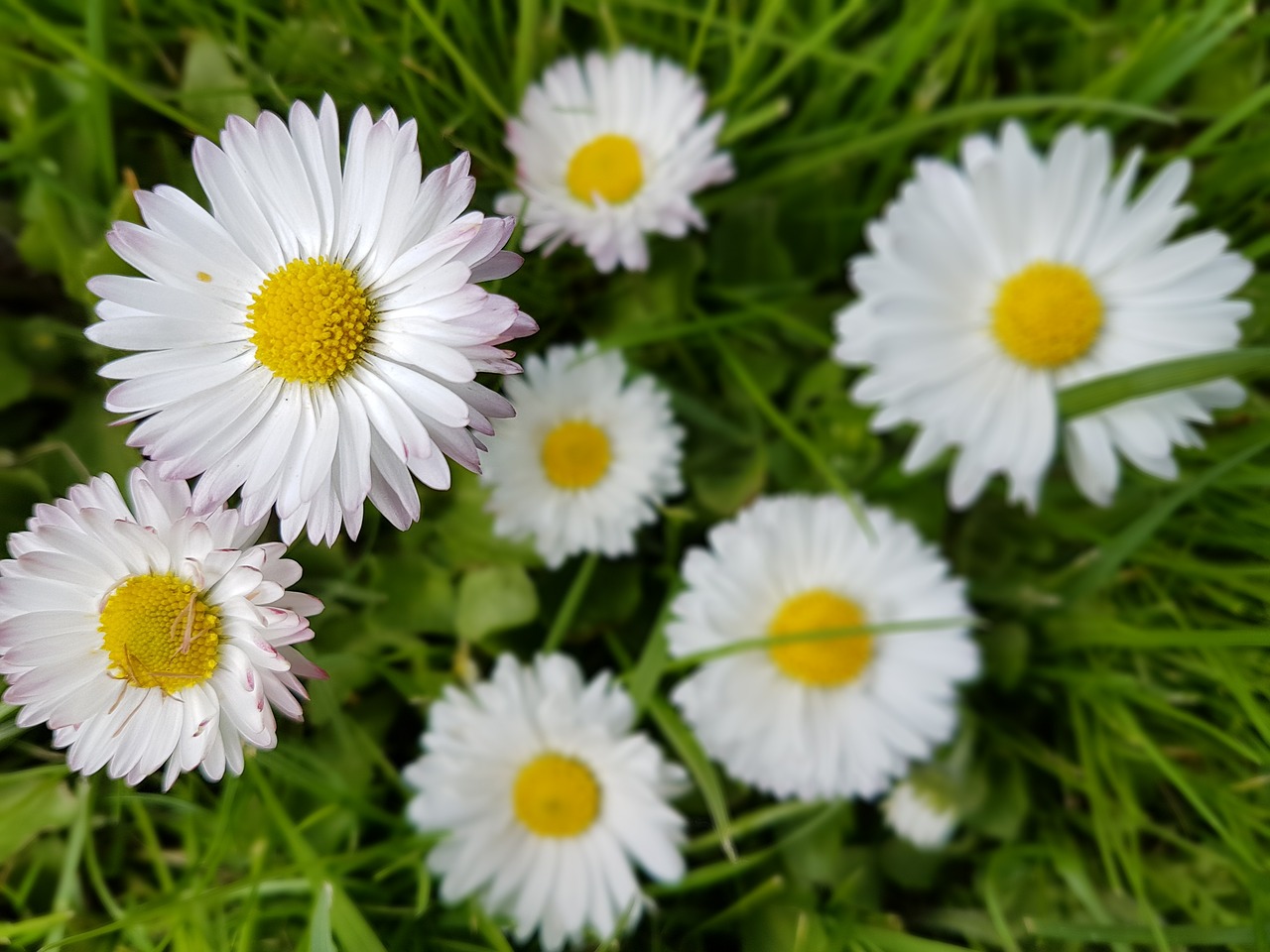 daisies flowers spring free photo