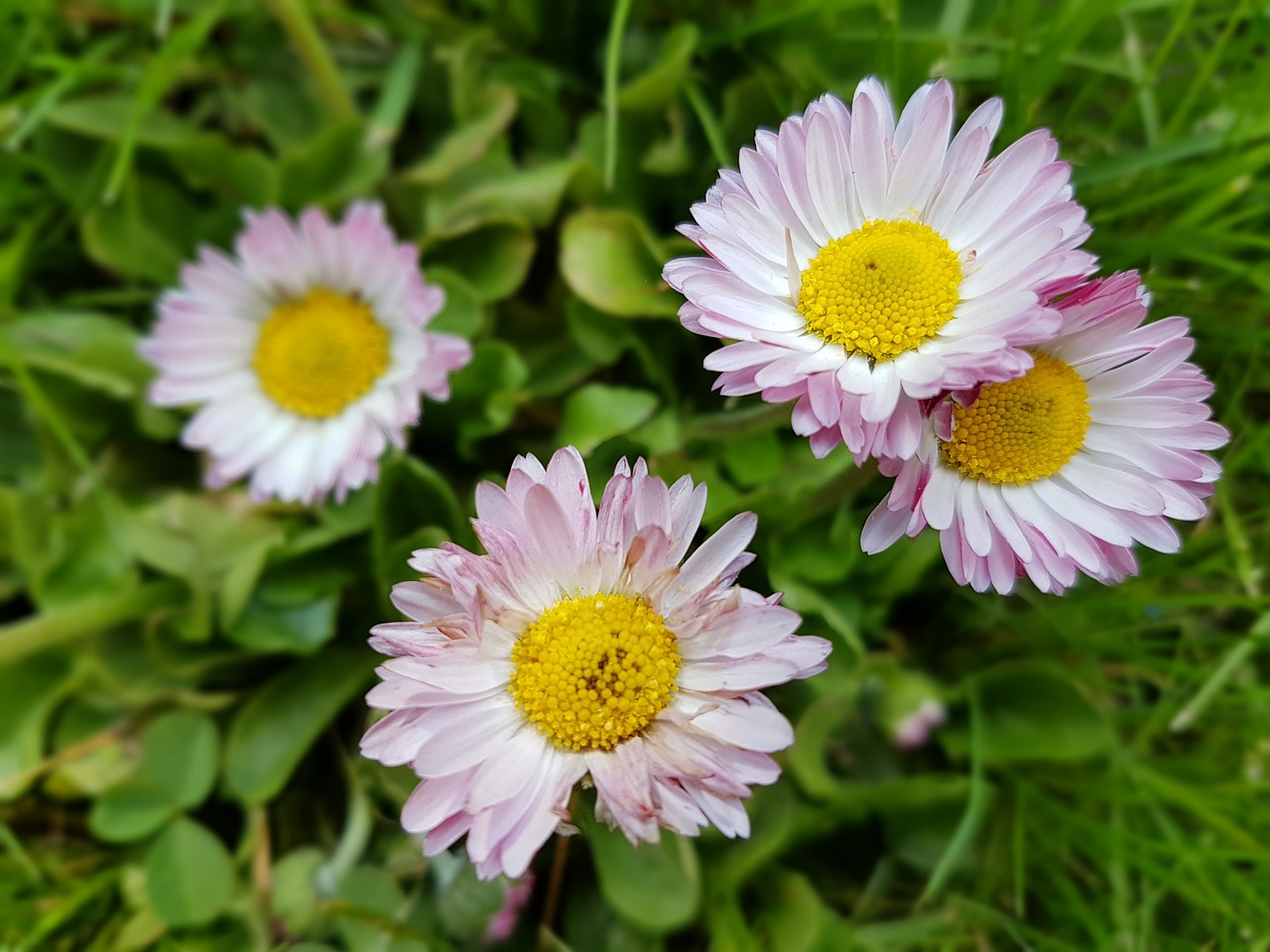 daisies flowers spring free photo