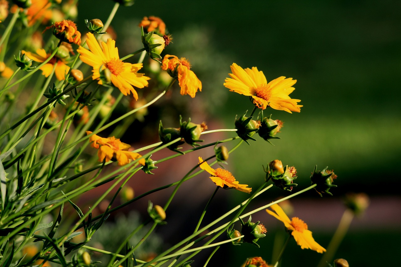 daisies yellow stems free photo