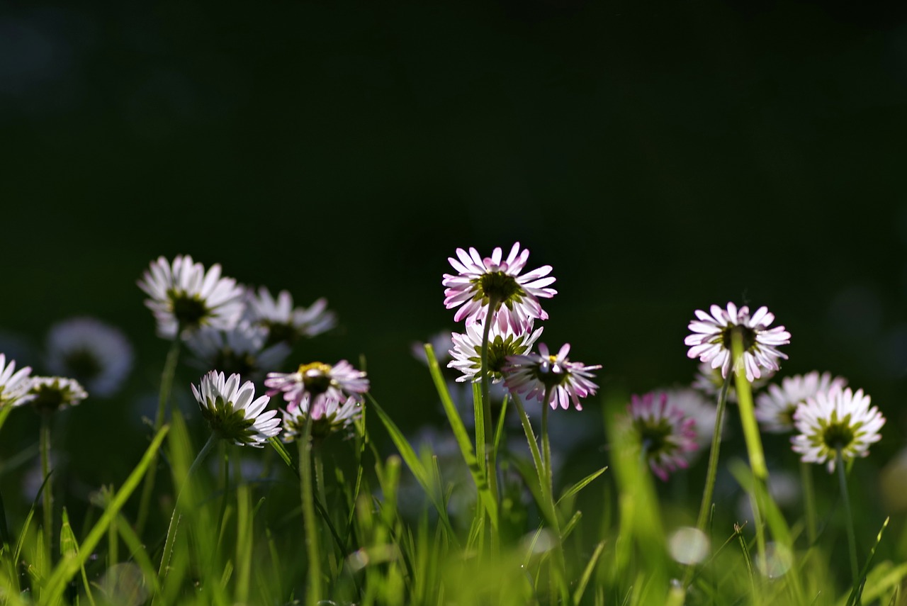 daisies grass meadow free photo