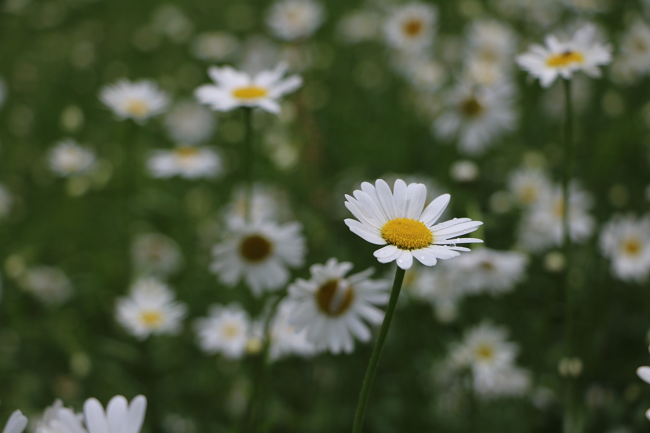 daisies flower meadow free photo