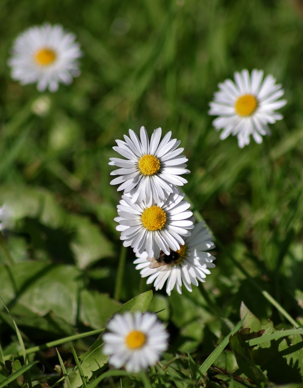 daisies garden flowers free photo