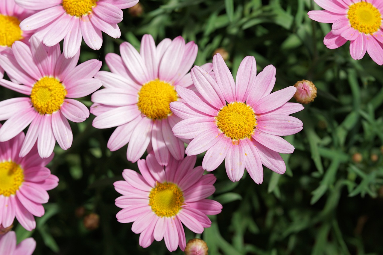 daisies flower blossom free photo