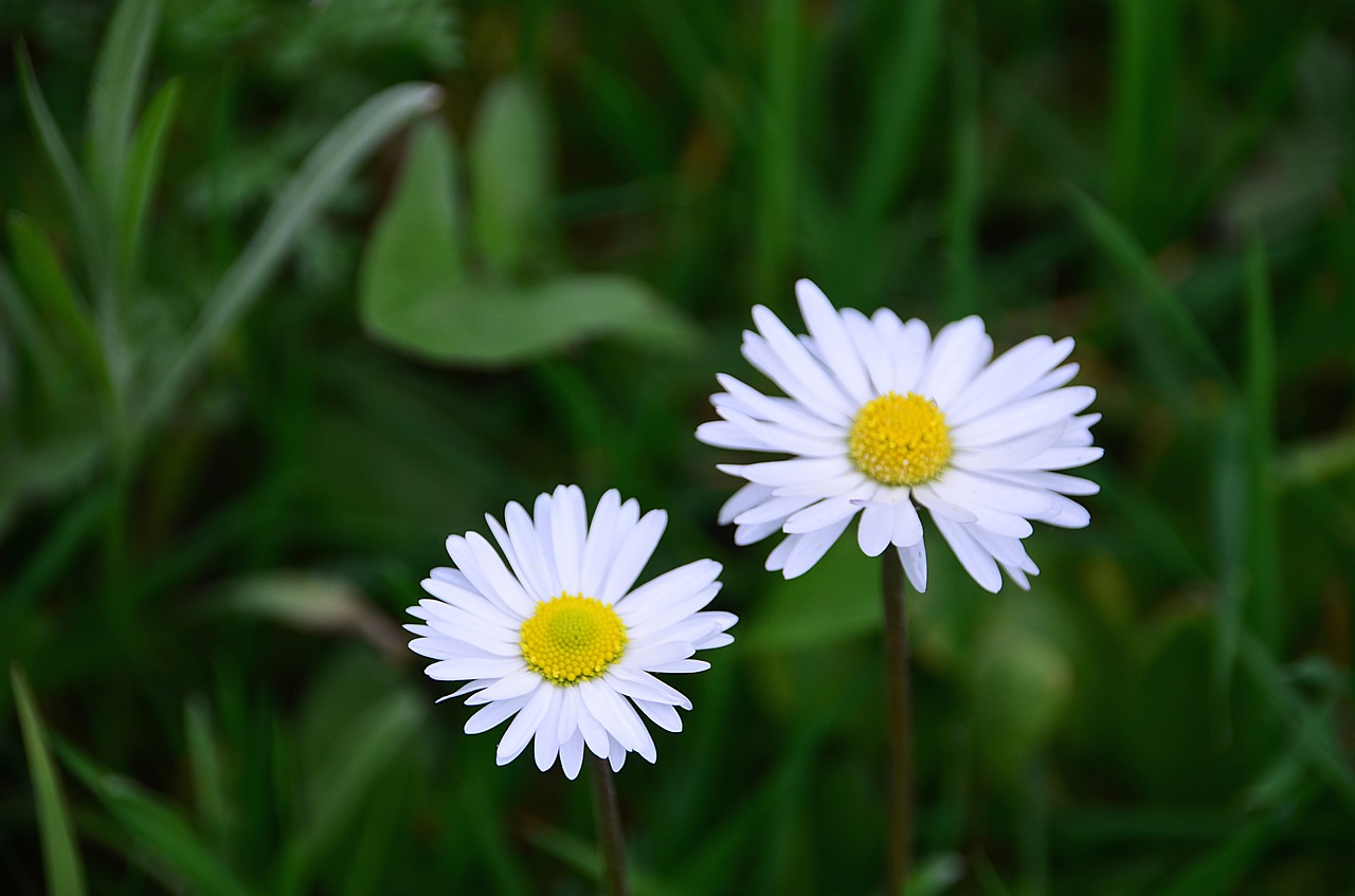 daisies flowers flora free photo