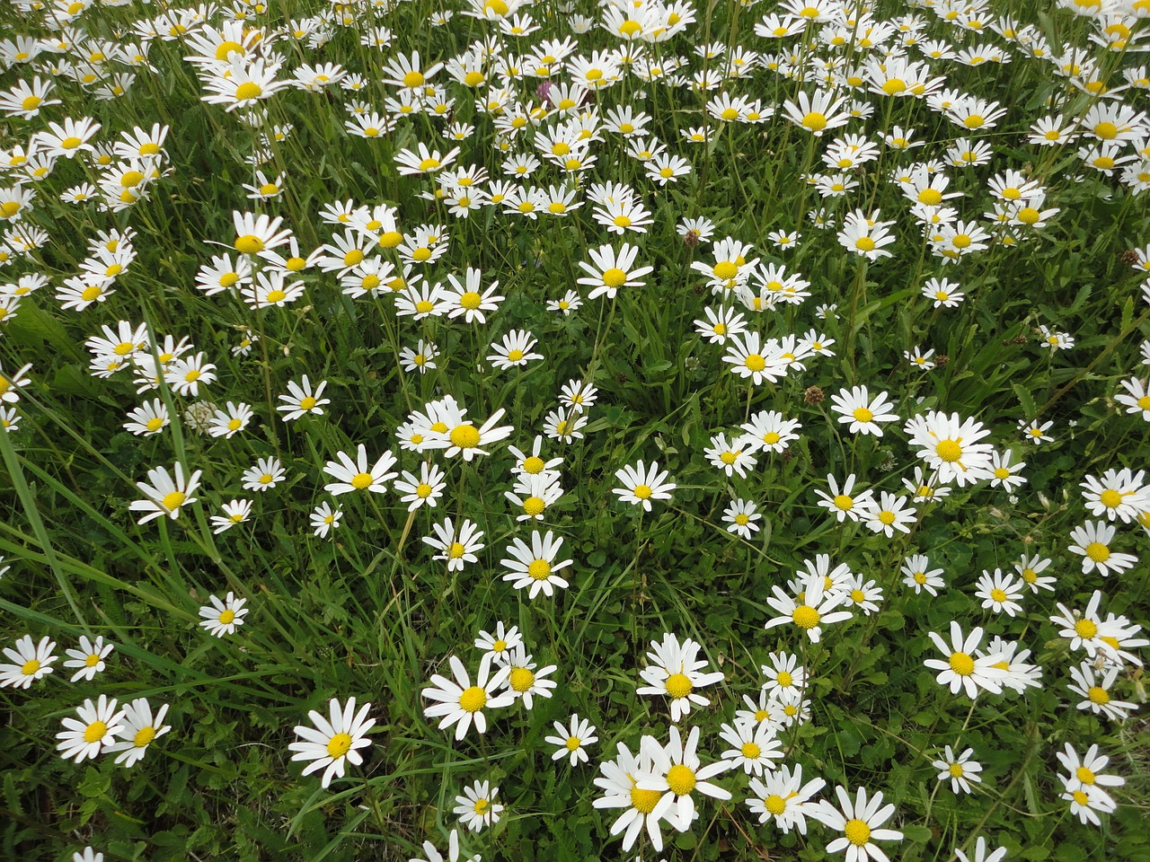 daisies white flower wild flower free photo