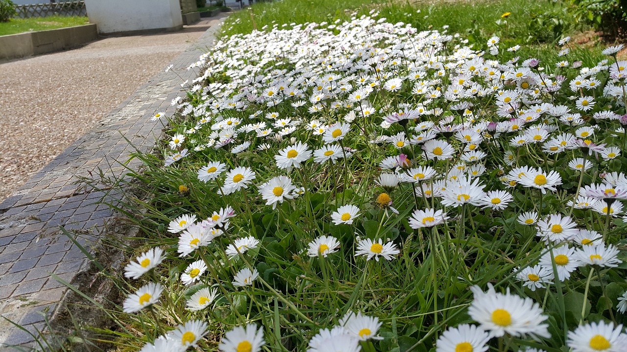 daisies border spring free photo