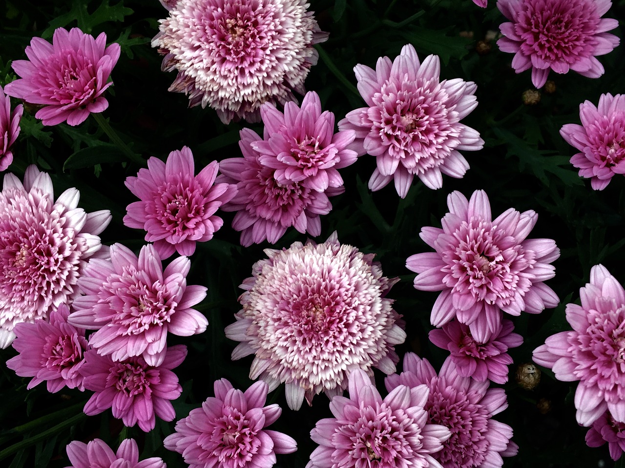 daisies flower summer free photo