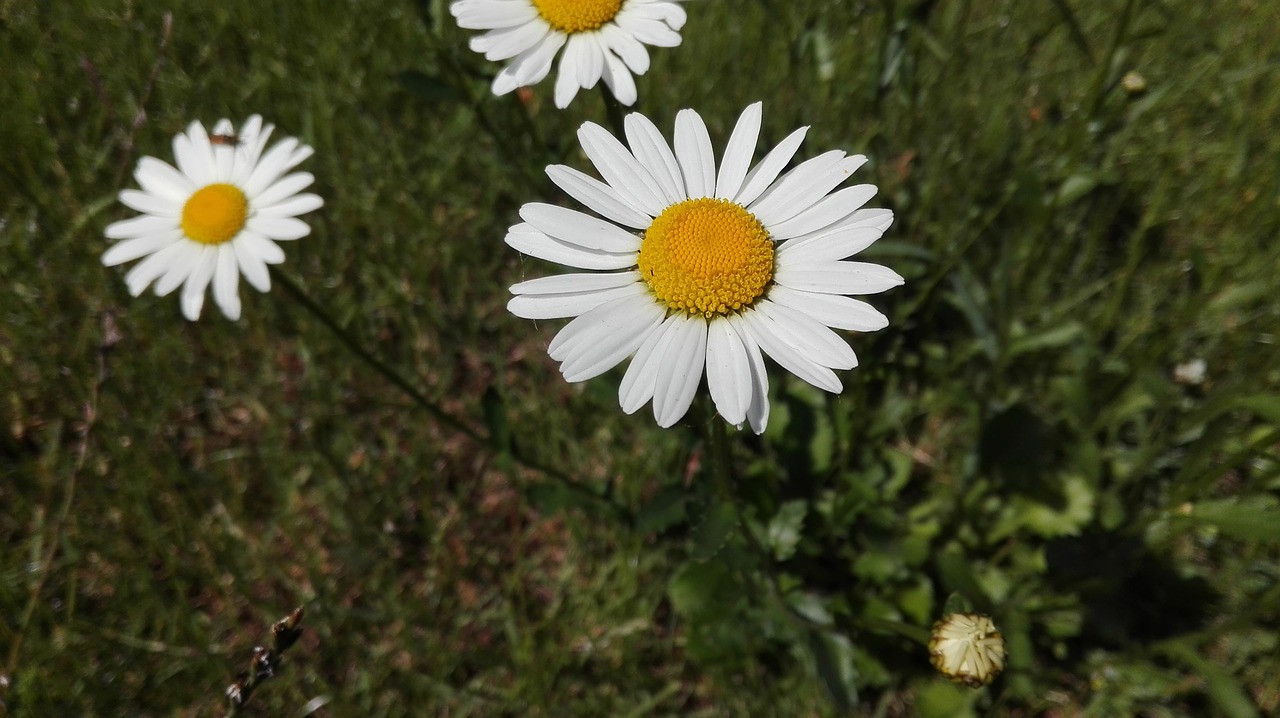 daisies flower daisy free photo