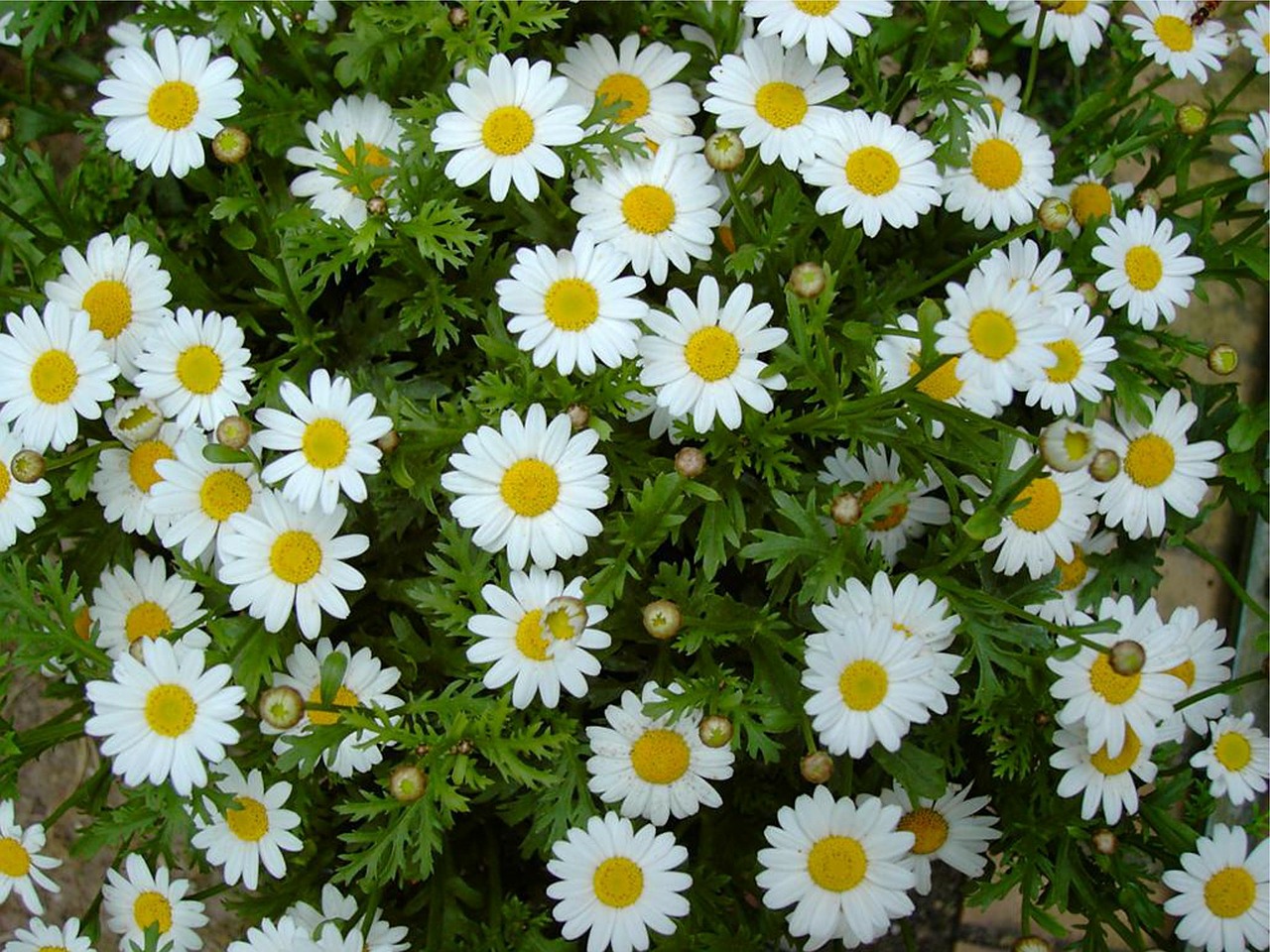 daisies white flower plant free photo