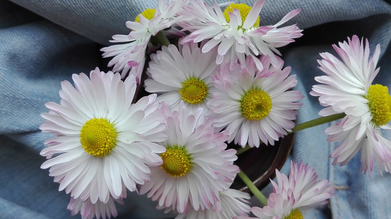 daisies flowers summer free photo