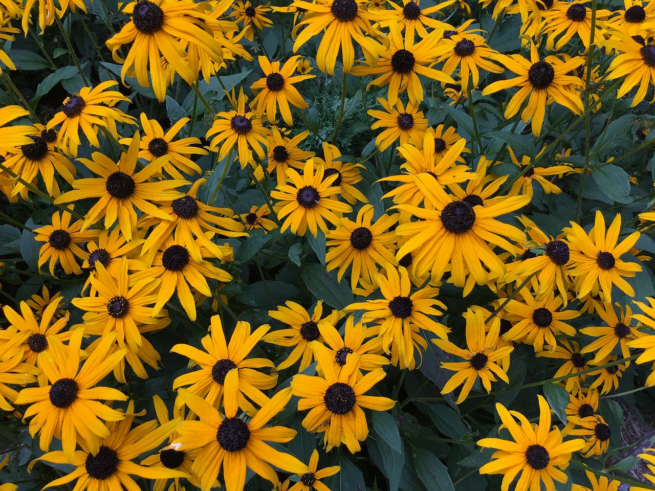 daisies flowers daisy free photo