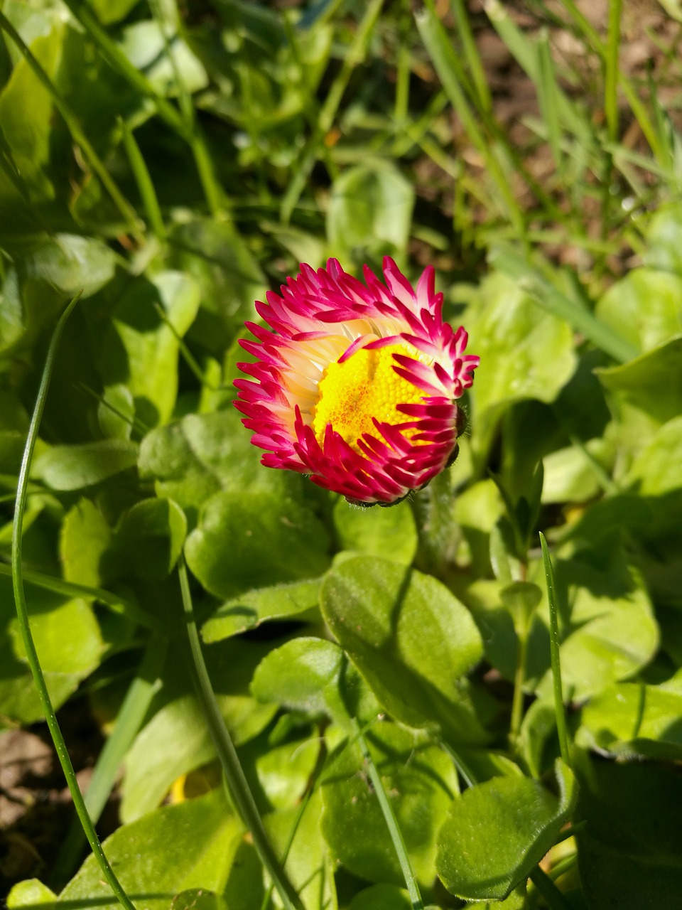 daisies pink flowers yellow center free photo