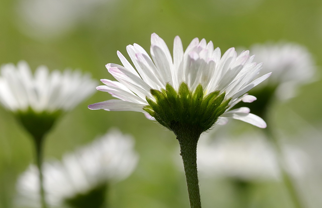 daisies flowers the beasts of the field free photo