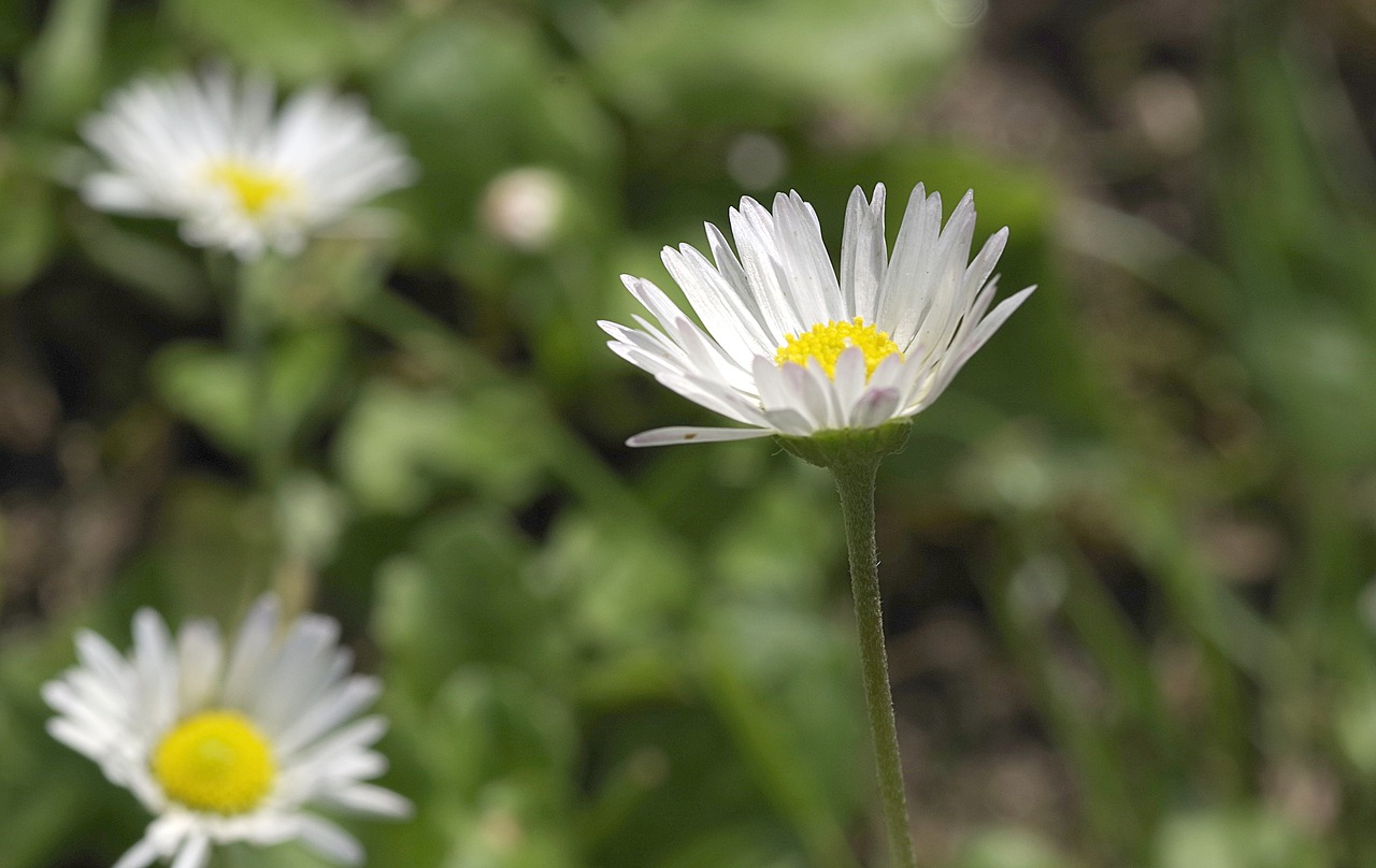 daisies flowers the beasts of the field free photo