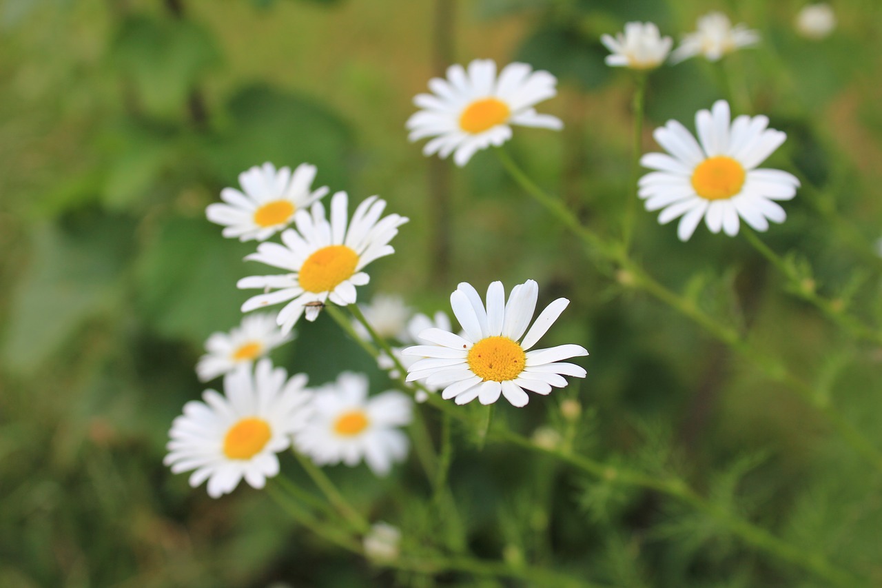 daisies pointed flower white free photo