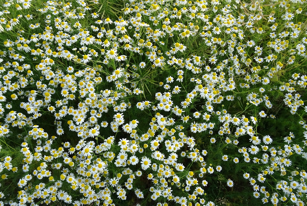 daisies flower summer free photo