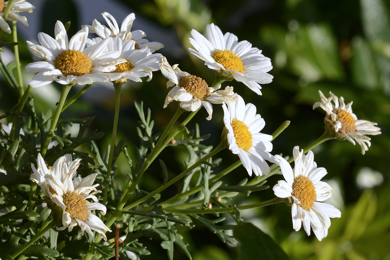 daisies flowers white free photo