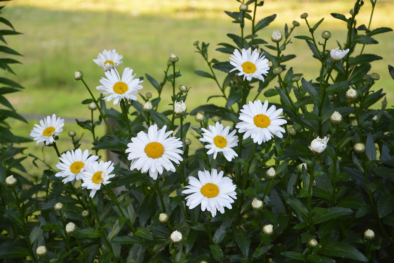 daisies flowers white yellow free photo