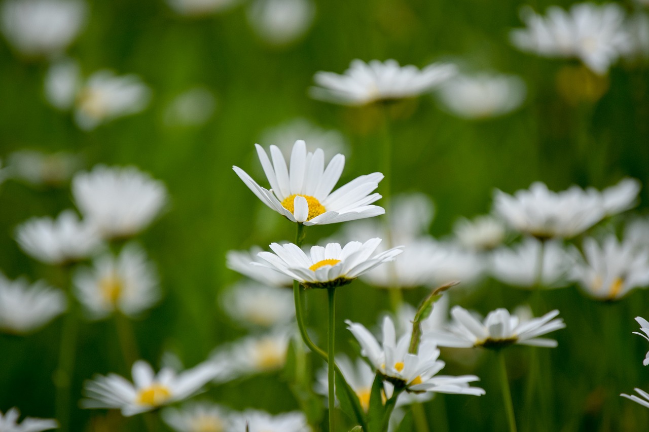 daisies midsummer bed free photo