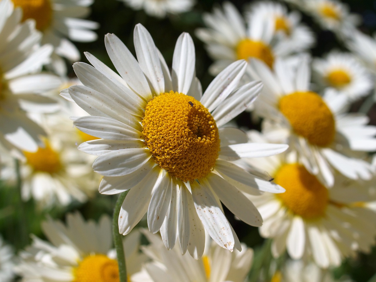 daisies flowers white free photo