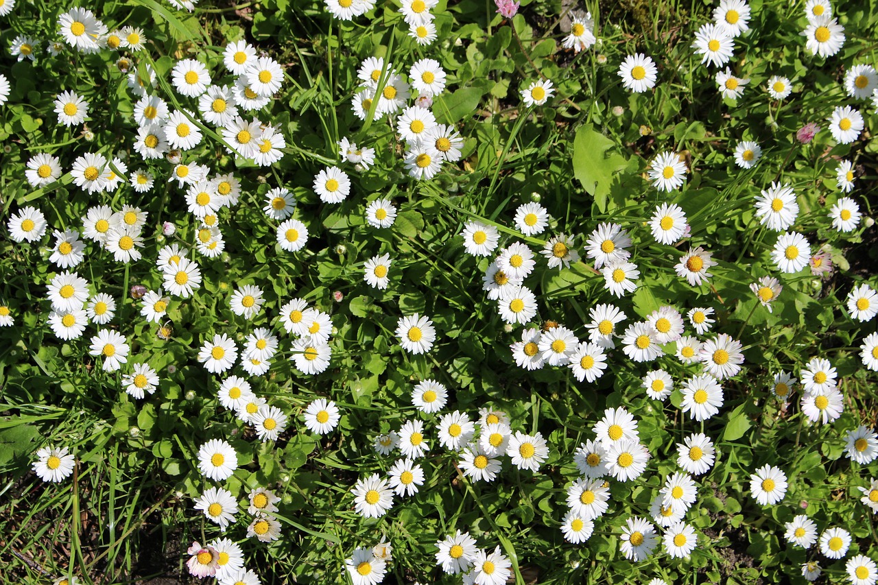 daisies summer sun free photo