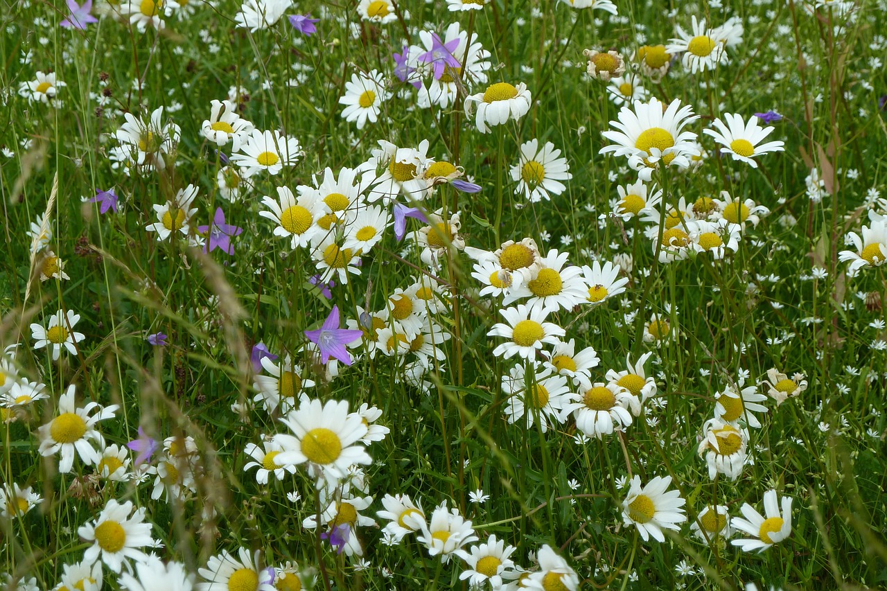 daisies summer white free photo