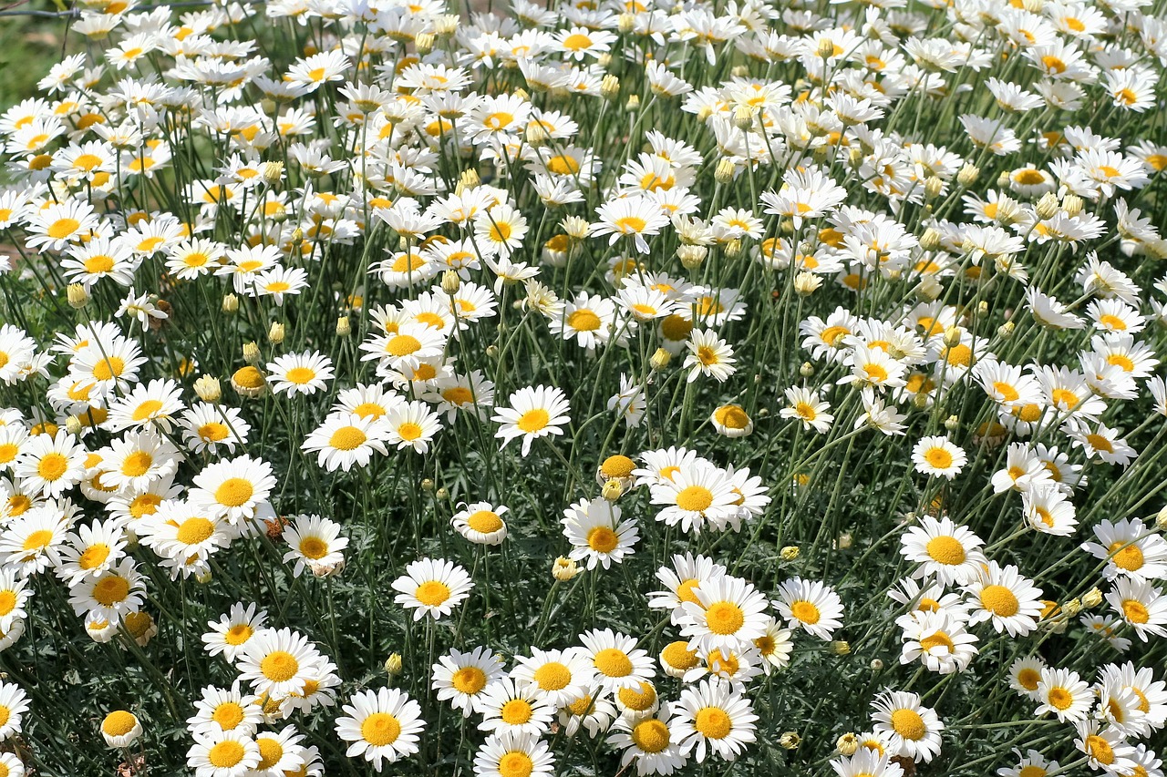 daisies flower bloom free photo