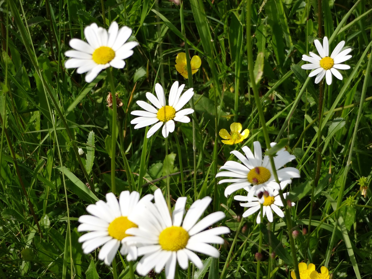 daisies flower meadow free photo