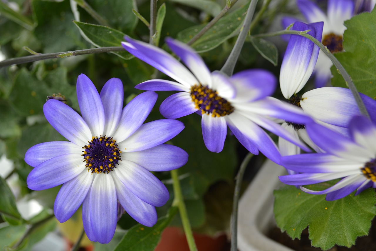 daisies flowers switzerland free photo