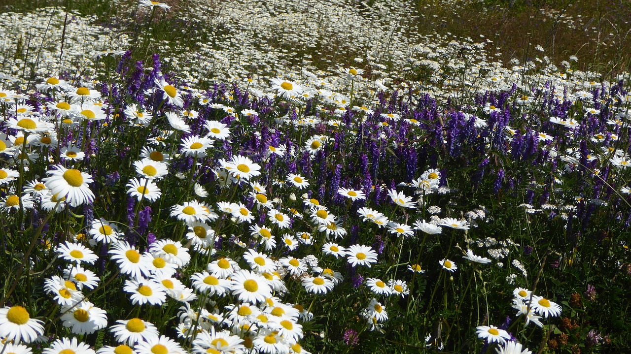 Daisiesfieldflowersmeadowfree pictures free photo from