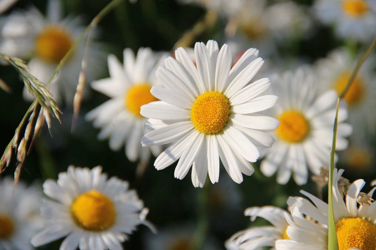 daisies white flower free photo