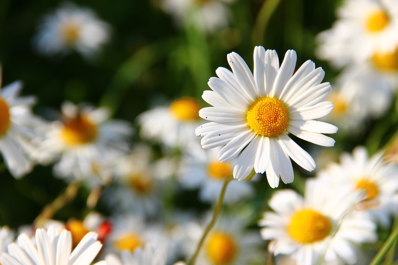 daisies white flower free photo