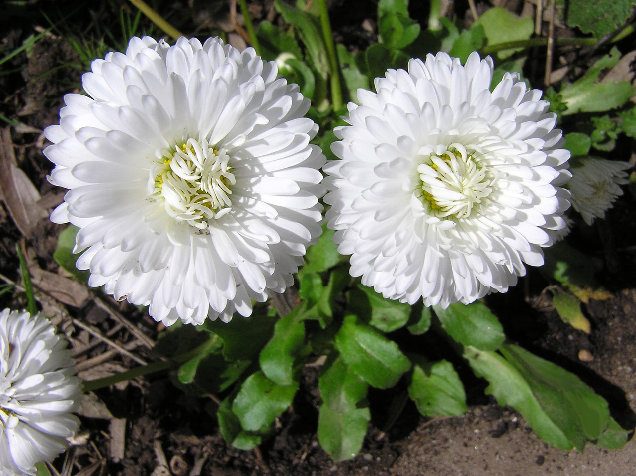 daisies white garden free photo