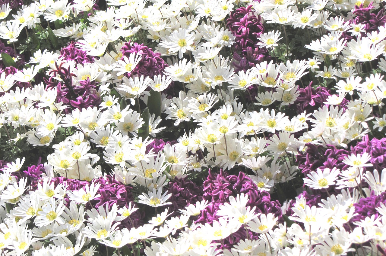 daisies margriet flower free photo