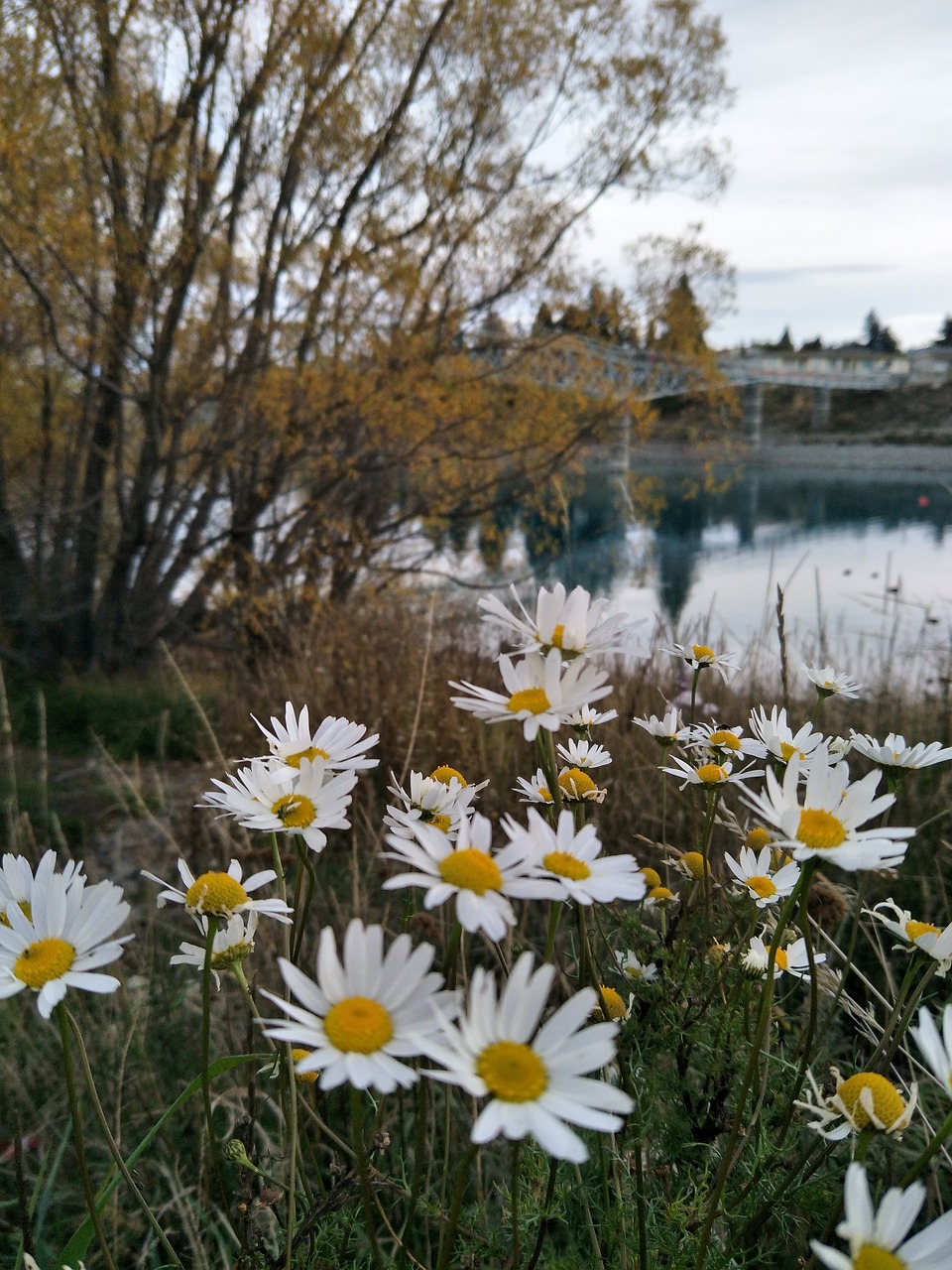 daisies nature autumn free photo