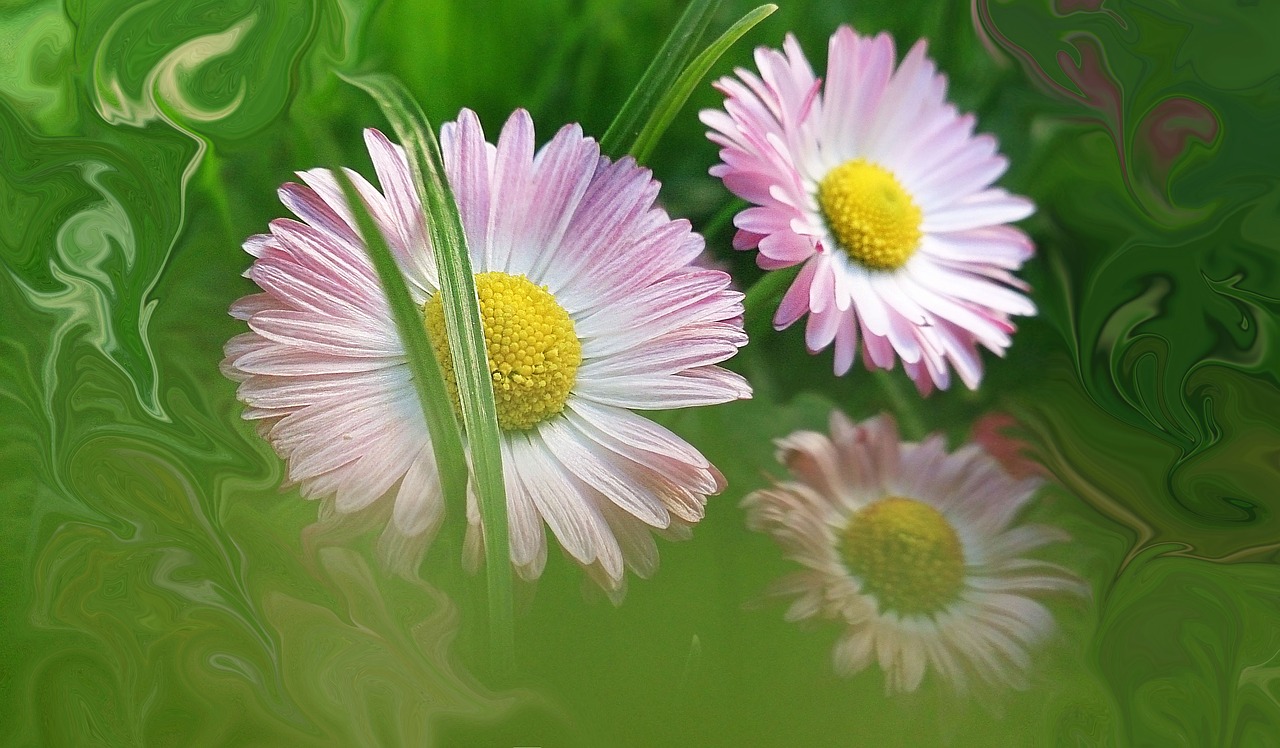 daisies flowers makro free photo