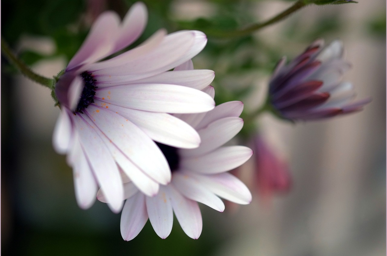 daisies flowers petals free photo