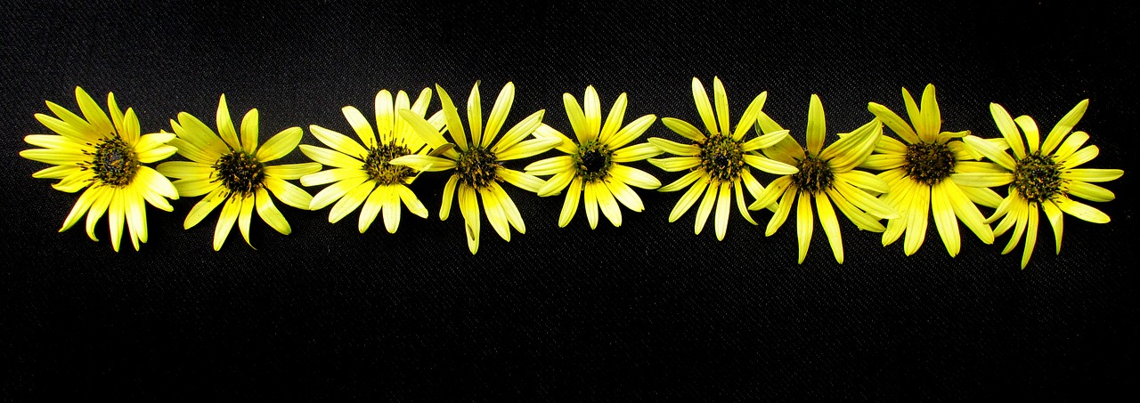 daisies yellow on black background free photo