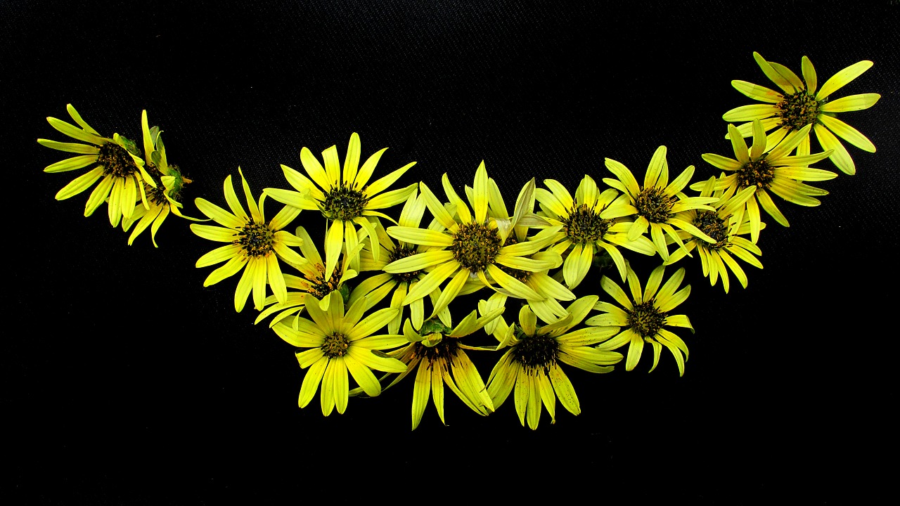 daisies yellow pattern free photo