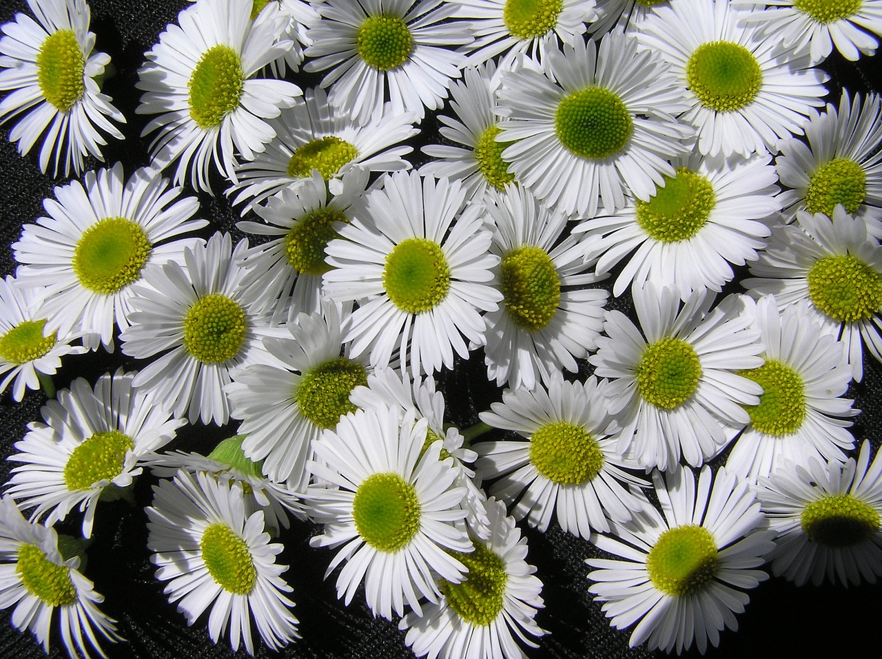 daisies white pattern free photo