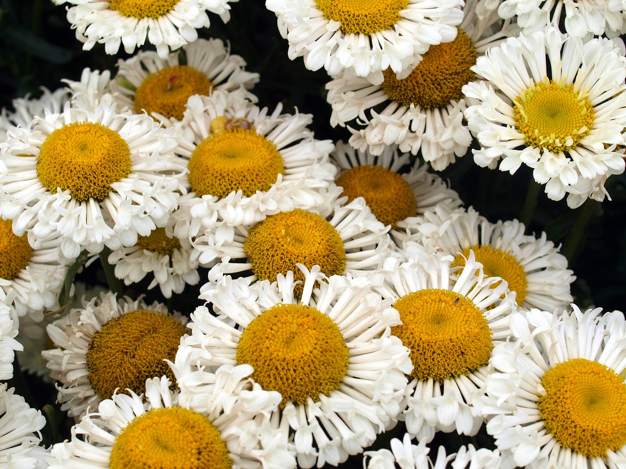daisies flowers blooms free photo