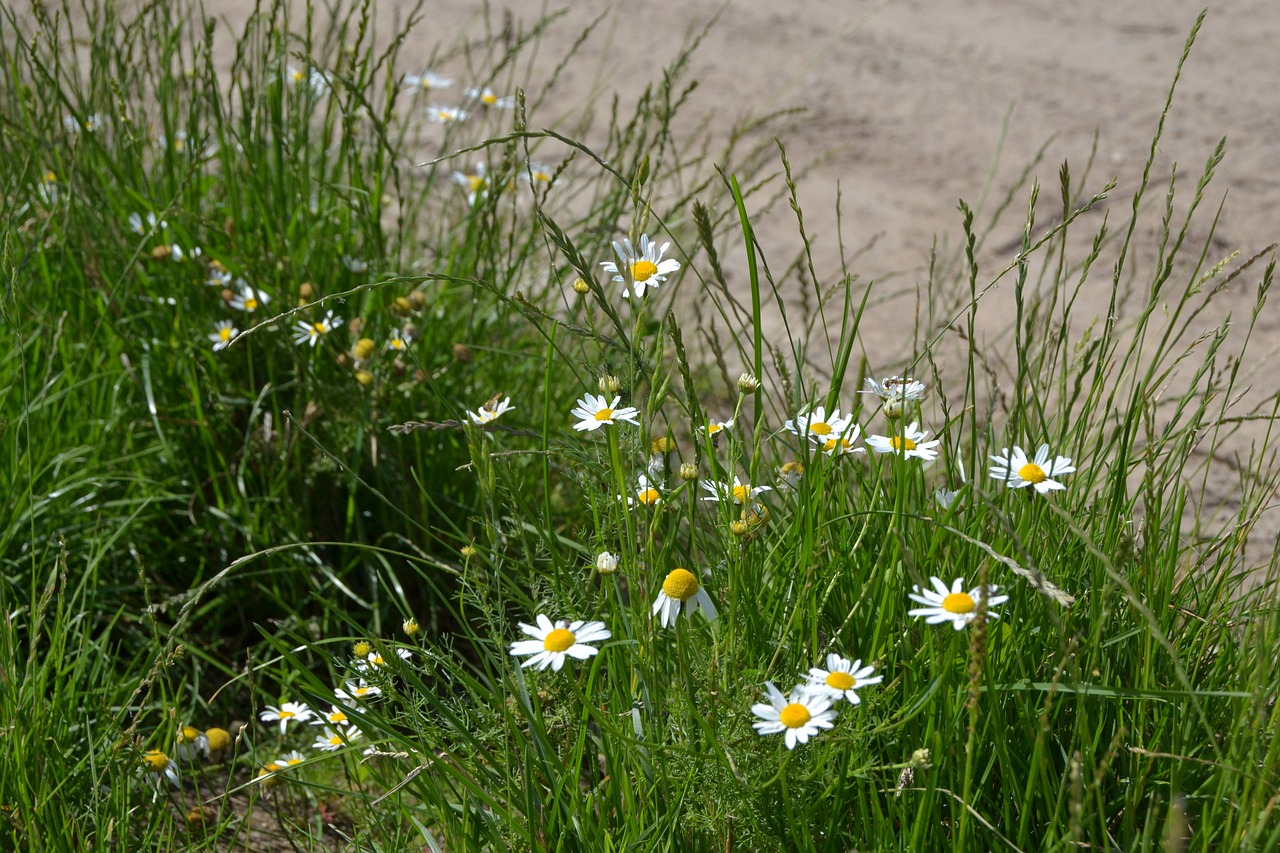 daisies summer grass free photo
