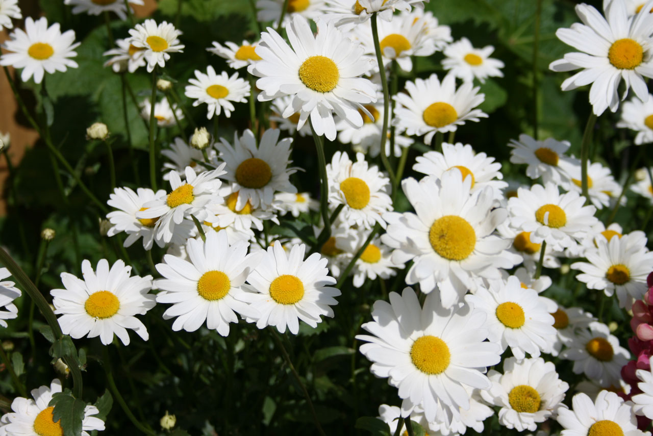 daisy daisies flowers free photo