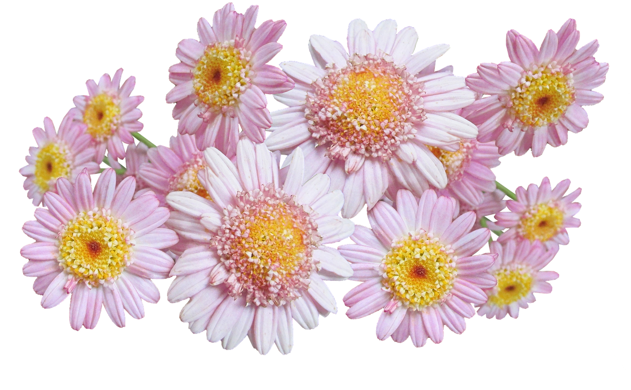 daisies pink flowers free photo