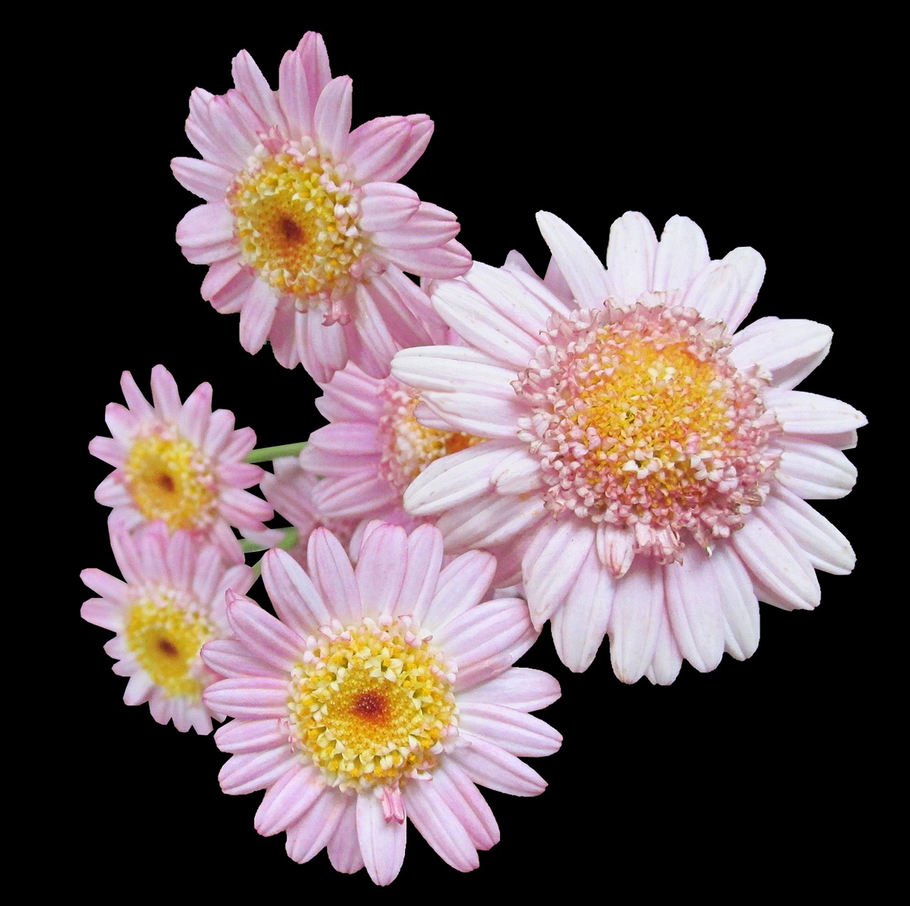 daisies pink black background free photo