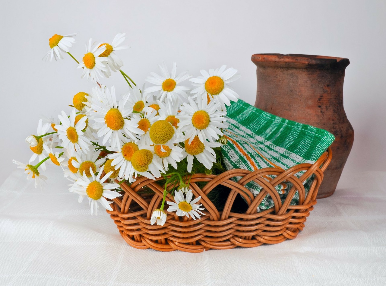daisies basket weaving pot free photo