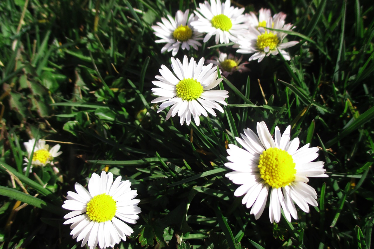 daisies flower nature free photo