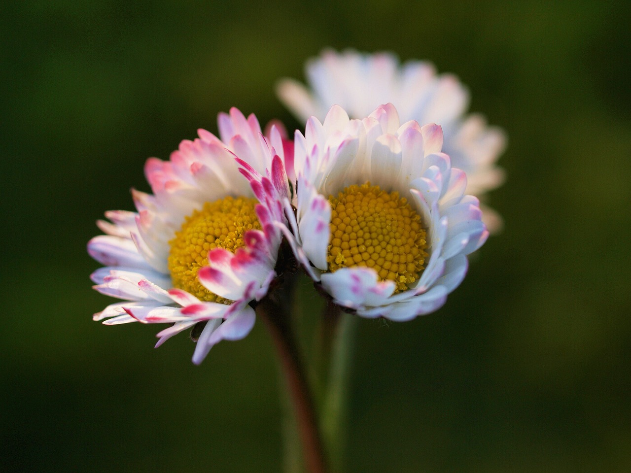 daisies floral plant free photo