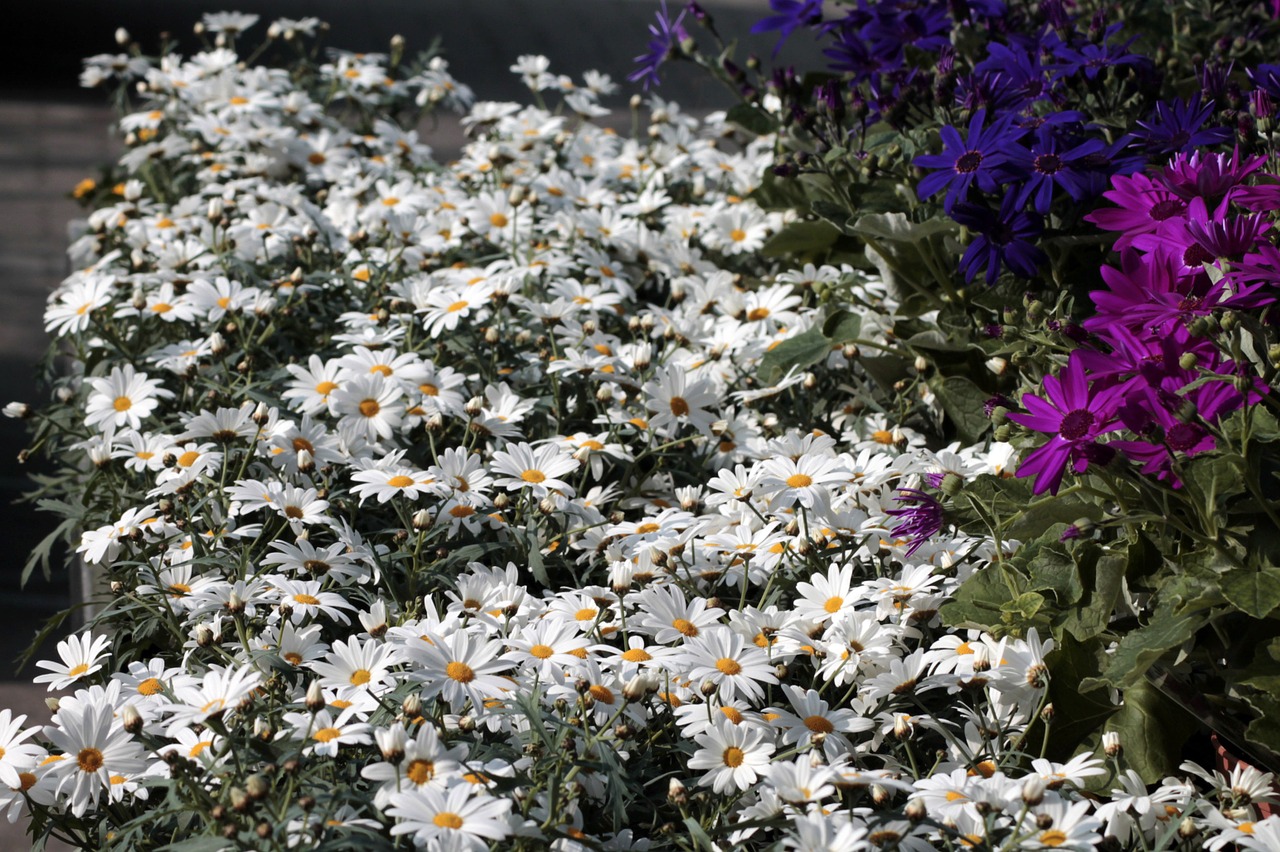 daisies leucanthemum flowers free photo