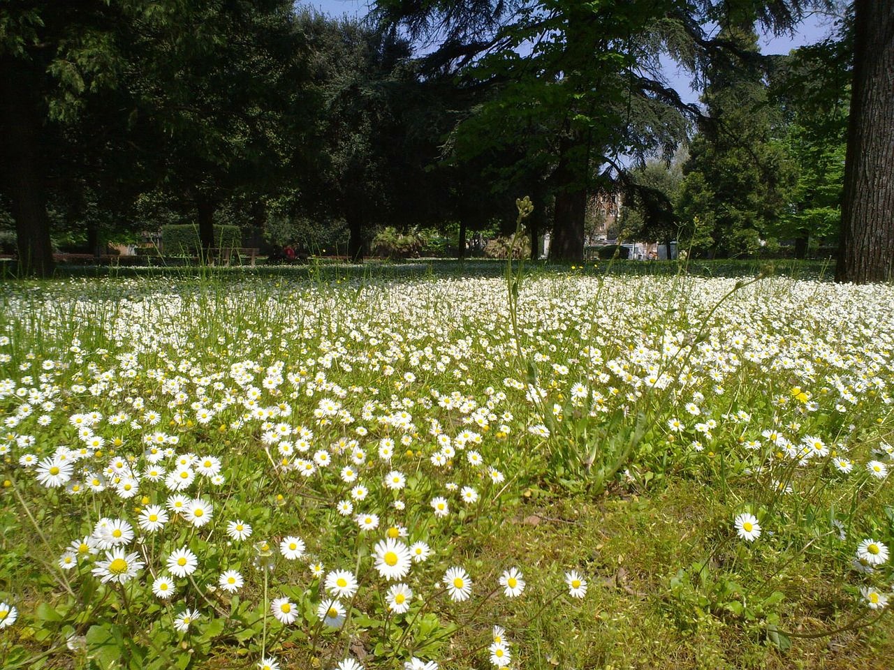 daisies prato green free photo